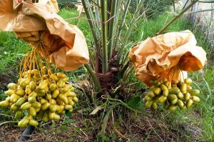 Hướng dẫn thụ phấn và phòng trừ sâu bệnh cây chà là ăn trái