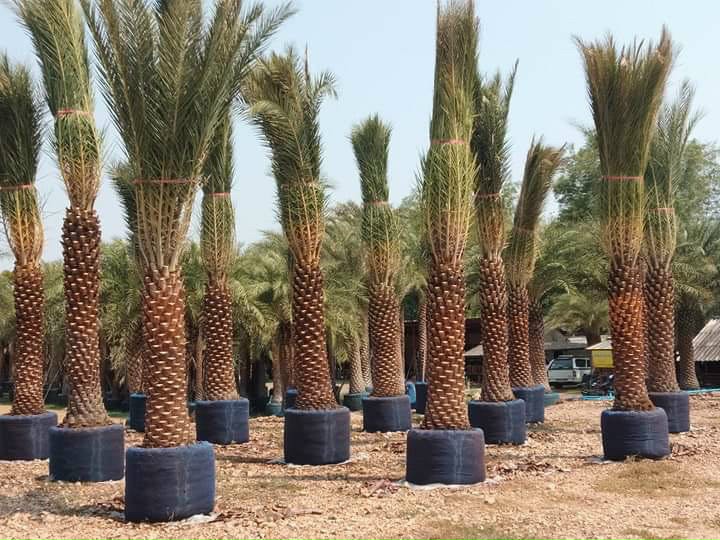 Cách trồng cây chà là kiểng dáng đẹp xanh tốt quanh năm