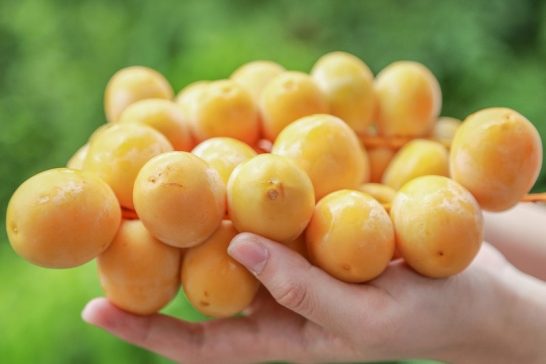 Những công dụng tuyệt vời của quả chà là tươi